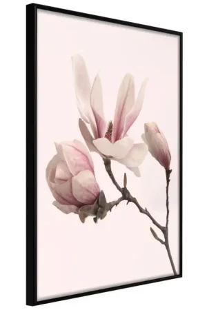 Poster 'Blooming Magnolias II' Koop Vandaag