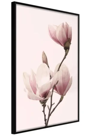 Poster 'Blooming Magnolias III' Bestseller