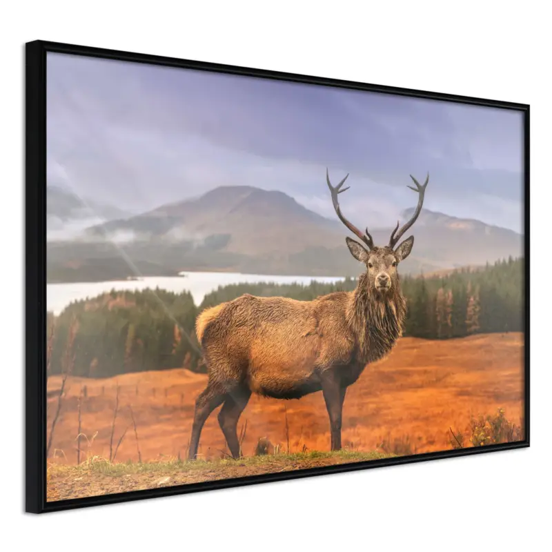 Poster 'Majestic Deer' Lage Prijs