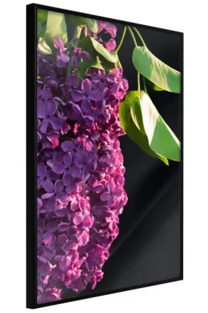 Poster 'Violet May' Tijdelijk Beschikbaar