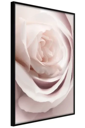 Hete Deal Poster 'Porcelain Rosae'