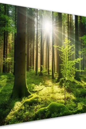 Betaalbaar Canvas Poster 'Green Forest Sunlight 1'