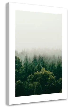 Lage Kosten Canvas Poster 'Foggy Evergreen Forest'